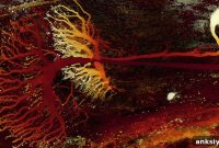 Scientists Identify Brain Cells Responsible for 3D Vision