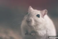 New Gene Activity Database Could Spare Thousands of Lab Mice