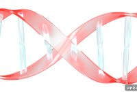 Scientists Link Gene Mutation to Severe Skull Disorder