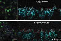 Retina Reorganizes After Cell Death to Restore Function