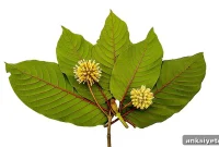 Study Finds Kratom for Addiction and Pain Is Unsafe