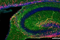 Exosomes Could Transform Developmental Brain Disorder Diagnosis