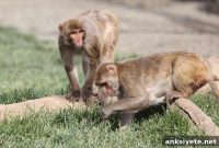 Study Identifies Brain Molecule Driving Anxiety in Animal Model