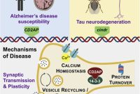 Alzheimer’s Gene Controls Neuronal Communication