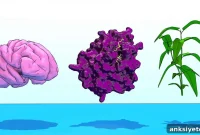 Apoptosis May Unlock Brain Repair and Boost Food Security