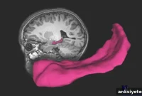 How a Mother’s Love Influences Child Brain Development