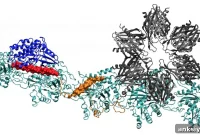 Scientists Close In on Memory’s Molecular Basis