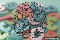 Left- and Right-Handed Brains Use Same Area to Process Numbers