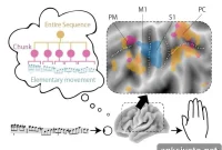 How Your Brain Stores and Recalls Motor Sequences