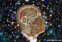 Gut-Brain Inflammation Linked to Distress in Opioid Withdrawal