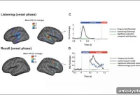 How Music Moves Through the Brain