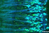 Unexpected Spinal Cord Signals Reveal New Brain-Body Link