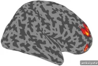 How Uncertainty Activates a Brain Region During Exploration