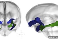 How Prenatal Stress Can Alter Baby’s Brain Development