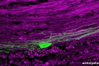 Gene Therapy Boosts Brain Repair in Demyelinating Diseases