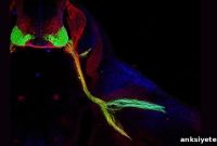 Few Genes and Proteins Help Shape Nervous System Wiring