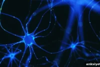 Prenatal Infections and Psychiatric Disorder Risk