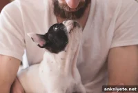 Why Owning a Dog Helps Fight Loneliness