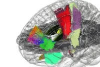 How Scientists Built the First Holographic Brain Atlas