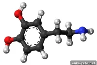 Chronic Adversity Reduces Dopamine Production