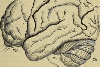 How Breathing Techniques Boost Oxygen Flow to the Brain