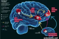 What Causes Selfish Behavior? Psychological Insights