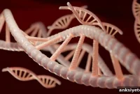Gene Therapy for CTE (Chronic Traumatic Encephalopathy)