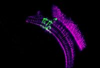 How Fruit Flies See Color: Insights into Drosophila Vision