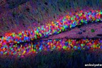 New Study Shows Memories Are Stored in Specific Brain Cells