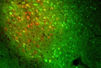 These Neurons Make Overcoming Fear Feel Rewarding