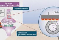Surprising Roles of Glutamate in the Brain
