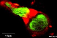 Researcher Reveals Overlooked Role of Brain Blood Vessels