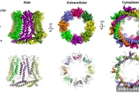 Mysterious pores linked to taste, Alzheimer’s, and asthma