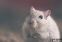 Mouse Brain Region Integrates Sound and Motion Signals