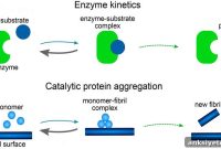 Mathematical model reveals mechanisms of amyloid aggregation
