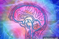 Brain and Spinal Cord Immune Response Points to New Treatments