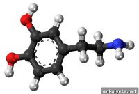 Novelty Boosts Learning by Activating Dopamine