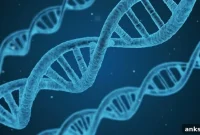 Multisite Neuroimaging Study Reveals Insights into Schizophrenia