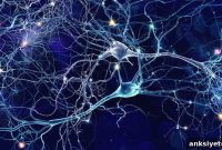 How Artificial Brain Design Sheds Light on Real Brains