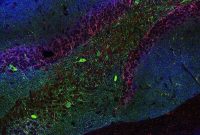 New Insights into How a Key Brain Neurotransmitter Works