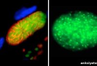 Study Links Parasite Strains to Severe Illness in US Newborns