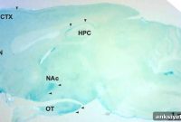 Scientists Uncover Overlooked Neurotransmitter System in the Brain