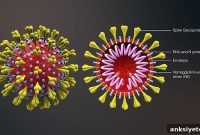 Study Details First Person to Person COVID-19 Transmission in US