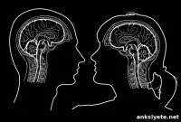 Study Reveals Early Evolution of the Cerebral Cortex