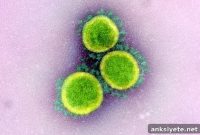 How Researchers Are Designing the Next COVID-19 Vaccine