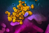 How Long Does Coronavirus Live on Surfaces?