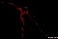 New Mitochondrial Proteins Drive Brain Function and Variability