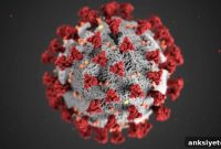 Historic Coronaviruses Reveal Seasonal Patterns and Immunity