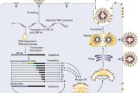 SARS-CoV-2 Genome Mapped: Implications for COVID-19