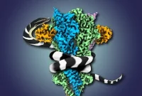 Snake venom reveals muscle protein structure